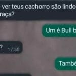 Cães, raças e confusões: A saga do Bull Bull!