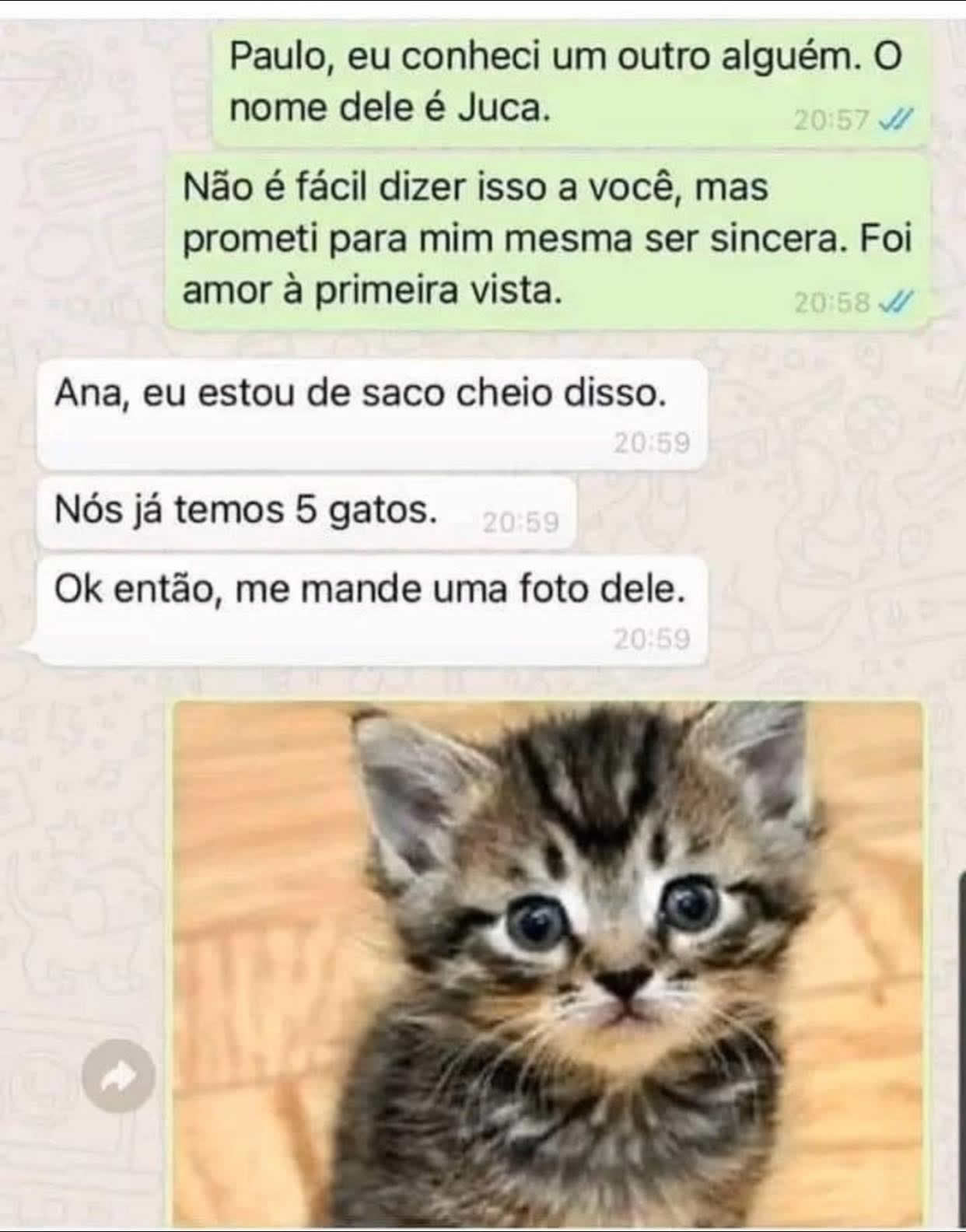 Juca, o gatinho que destruiu corações e aumentou a família! Juca, o gatinho que destruiu corações e aumentou a família!