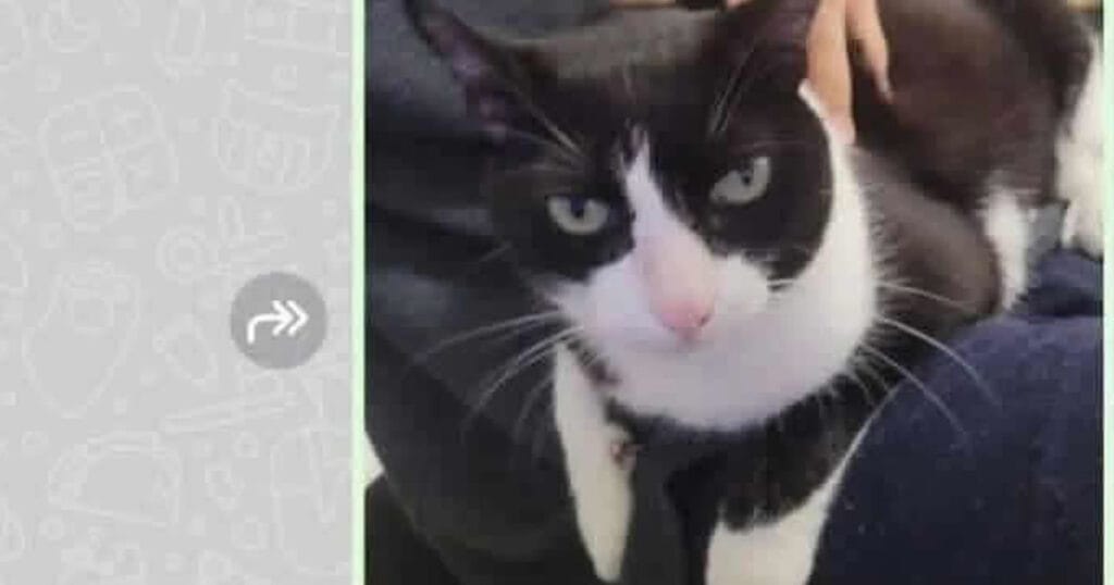 Quando o chefe do seu colo não libera a agenda!