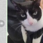 Quando o chefe do seu colo não libera a agenda!