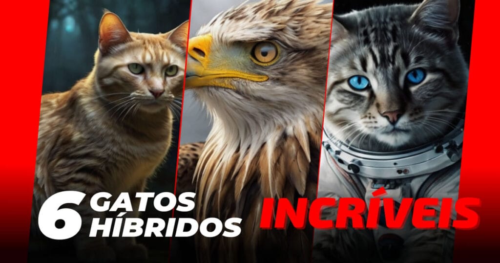 6 gatos híbridos incríveis que você precisa conhecer! 6 gatos híbridos incríveis que você precisa conhecer!