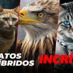 6 gatos híbridos incríveis que você precisa conhecer!