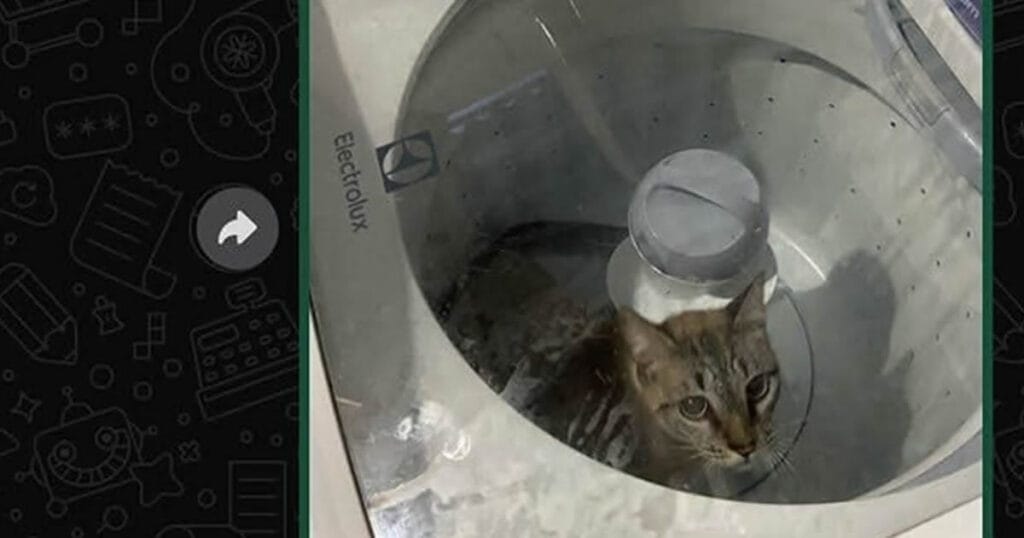 O dia que o gato decidiu se lavar sozinho O dia que o gato decidiu se lavar sozinho