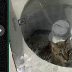 O dia que o gato decidiu se lavar sozinho