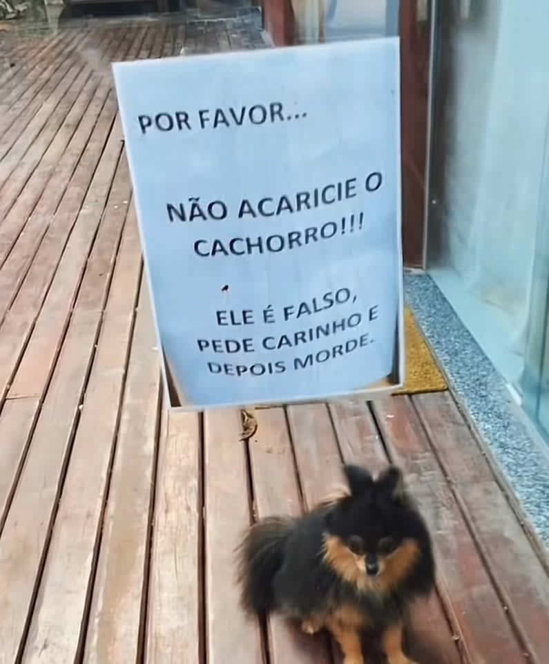 O golpe da lambidinha: Cuidado com esse pequeno estelionatário de carinho!