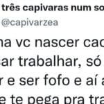 O sonho do doguinho acabou quando ele virou CLT