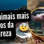 10 animais mais zoados da natureza – Você não vai acreditar que eles existem!