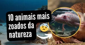 10 animais mais zoados da natureza – Você não vai acreditar que eles existem!