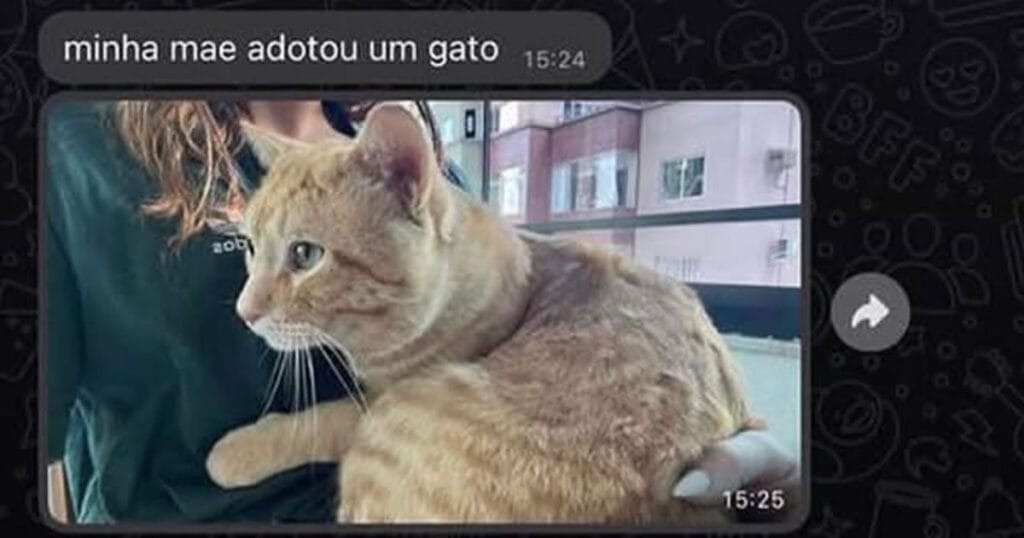 O gato que há vem com nome, RG e Hora do almoço marcada