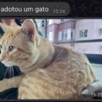 O gato que há vem com nome, RG e Hora do almoço marcada
