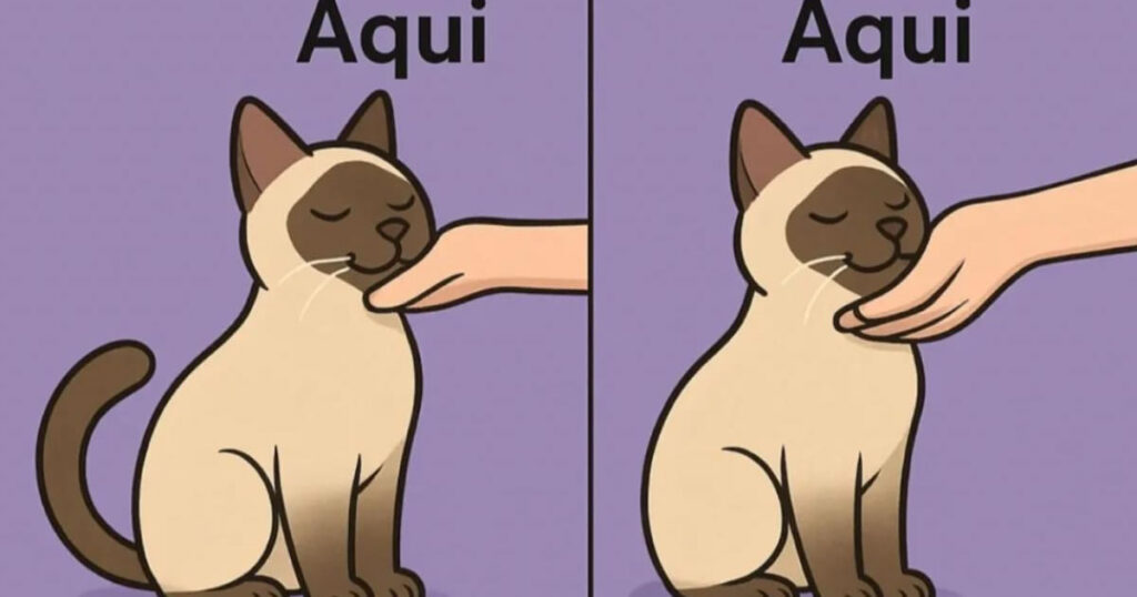 Carinho em gato: liberado até segunda ordem (que muda sem aviso prévio) Carinho em gato: liberado até segunda ordem (que muda sem aviso prévio)