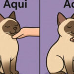 Carinho em gato: liberado até segunda ordem (que muda sem aviso prévio)