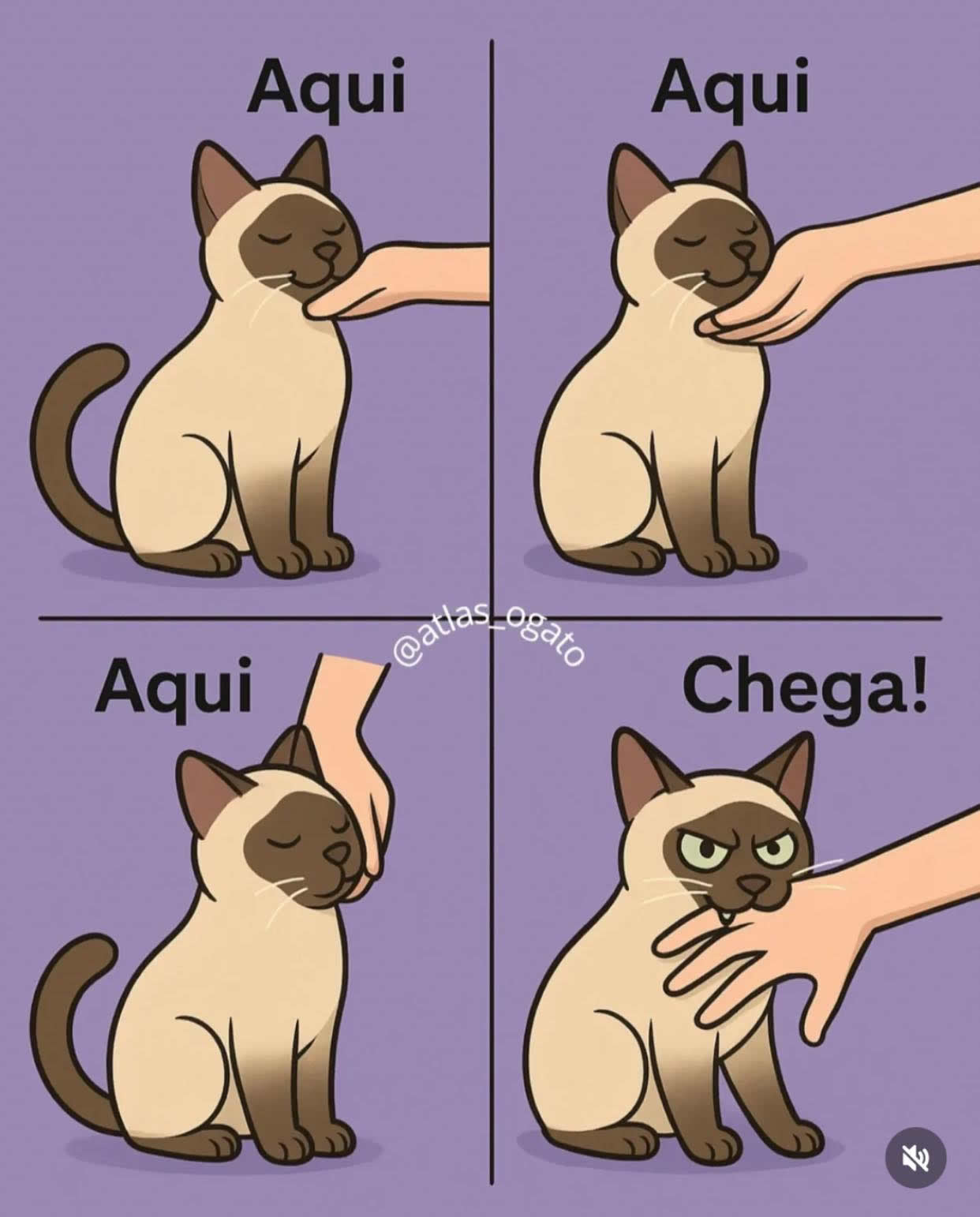 Carinho em gato: liberado até segunda ordem (que muda sem aviso prévio)