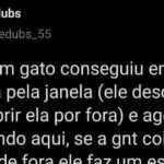 Invasão felina: Quando o gato te adota à força e vira dono da casa