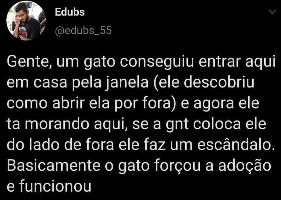 Invasão felina: Quando o gato te adota à força e vira dono da casa