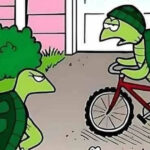 Manual da tartaruga casada: criatividade é o melhor escudo!