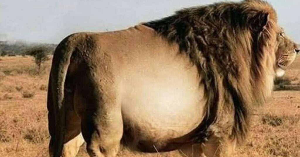Não tem nada pra comer, só o básico de um rodízio Não tem nada pra comer, só o básico de um rodízio
