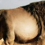 Não tem nada pra comer, só o básico de um rodízio