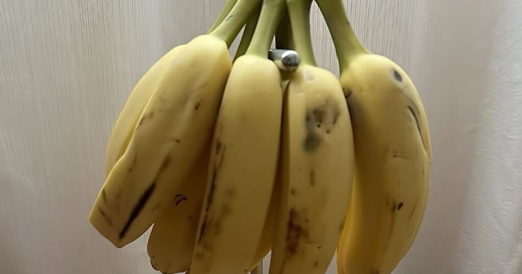 Bananeira fake: como enganar uma fruta e atrasar a velhice com sucesso! Bananeira fake: como enganar uma fruta e atrasar a velhice com sucesso!