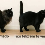 Dicionário felino: Quando o rabo do gato é mais claro que mensagem de WhatsApp