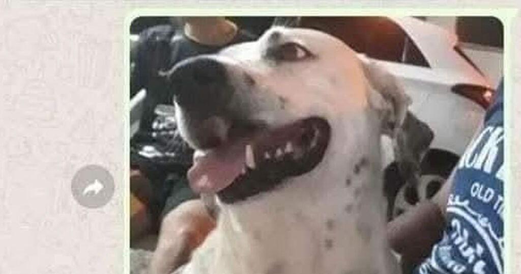 O dia em que o cachorro foi acusado injustamente de roubar o chinelo O dia em que o cachorro foi acusado injustamente de roubar o chinelo