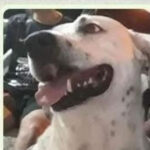 O dia em que o cachorro foi acusado injustamente de roubar o chinelo