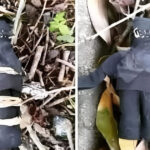 Ciclista encontra feitiço no mato, liberta o Júnior e ganha XP em exorcismo!