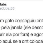 Gato invade casa, impõe moradia e vira o novo dono — golpe felino bem-sucedido!