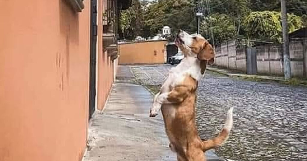 O cão que mordeu o bêbado e perdeu os direitos caninos temporariamente