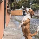 O cão que mordeu o bêbado e perdeu os direitos caninos temporariamente