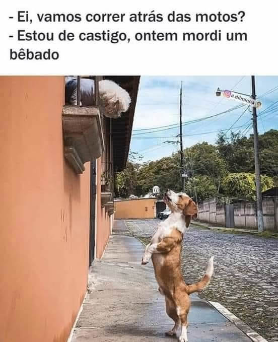 O cão que mordeu o bêbado e perdeu os direitos caninos temporariamente O cão que mordeu o bêbado e perdeu os direitos caninos temporariamente