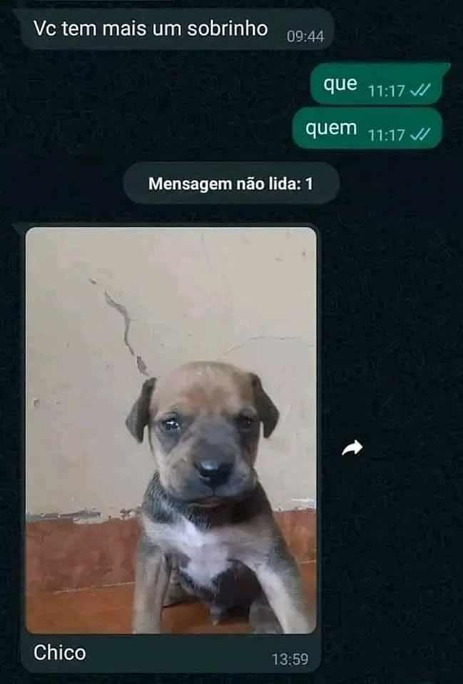 Quando o sobrinho novo vem com quatro patas e zero aviso