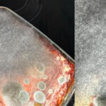 Lasanha esquecida vira startup de fungos e já está pronta para abrir CNPJ