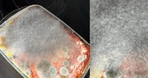 Lasanha esquecida vira startup de fungos e já está pronta para abrir CNPJ