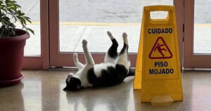 Gato ignora aviso de piso molhado e vira símbolo oficial da humilhação pública