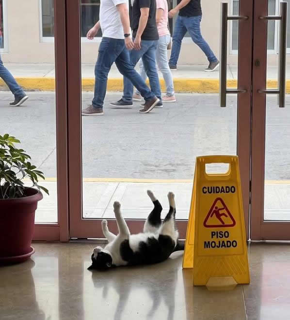 Gato ignora aviso de piso molhado e vira símbolo oficial da humilhação pública