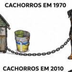 Como os cachorros conseguiram uma vida melhor que a de muita gente