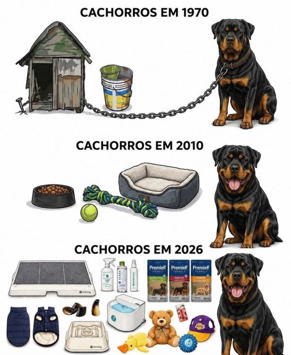 Como os cachorros conseguiram uma vida melhor que a de muita gente Como os cachorros conseguiram uma vida melhor que a de muita gente