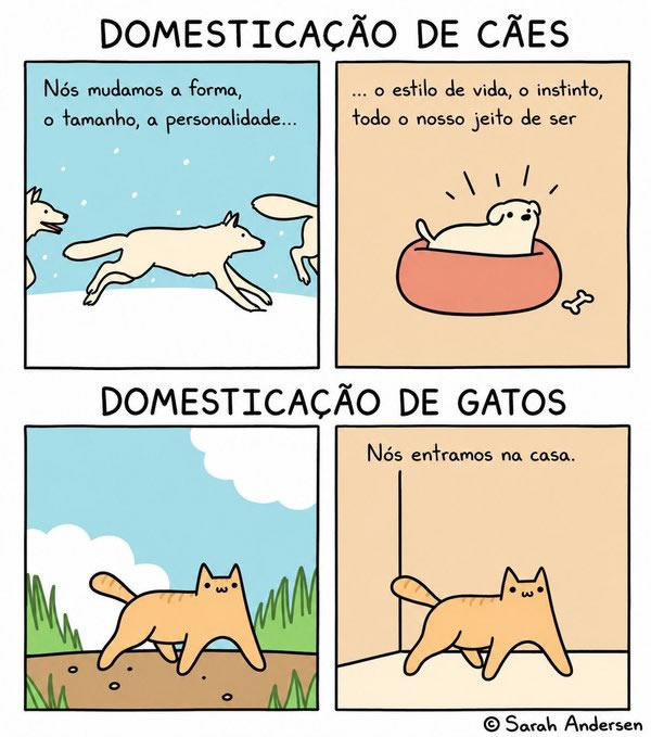 O dia em que os gatos convenceram os humanos de que mandam em tudo