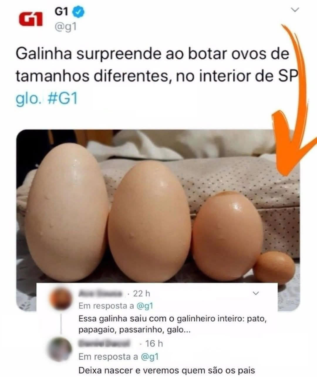 Galinha coloca ovos de vários tamanhos e transforma o galinheiro em caso de investigação