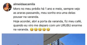 O sonho era receber uma arara na varanda, mas a natureza mandou um urubu