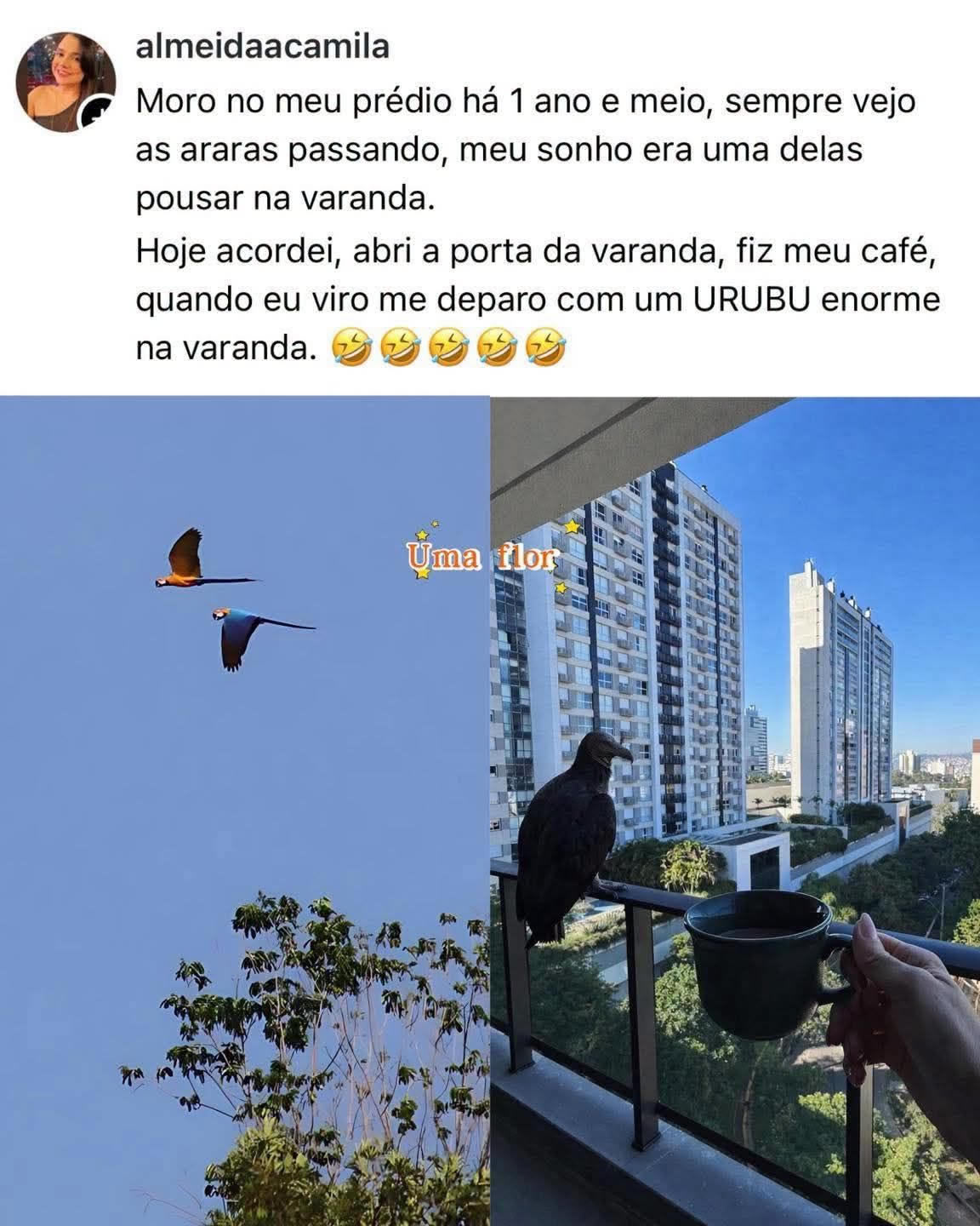 O sonho era receber uma arara na varanda, mas a natureza mandou um urubu