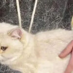 Quem tem gato branco sabe o verdadeiro significado de usar roupa preta