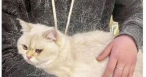 Quem tem gato branco sabe o verdadeiro significado de usar roupa preta