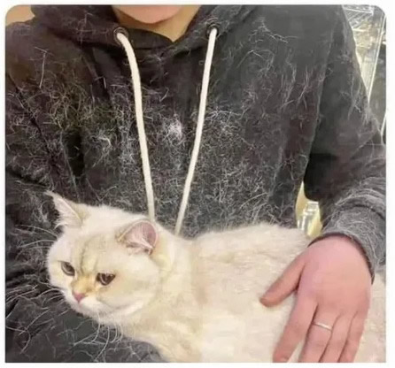 Quem tem gato branco sabe o verdadeiro significado de usar roupa preta