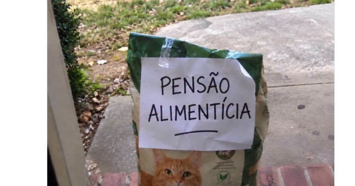 O gato do vizinho engravidou minha gata e agora tem pensão alimentícia