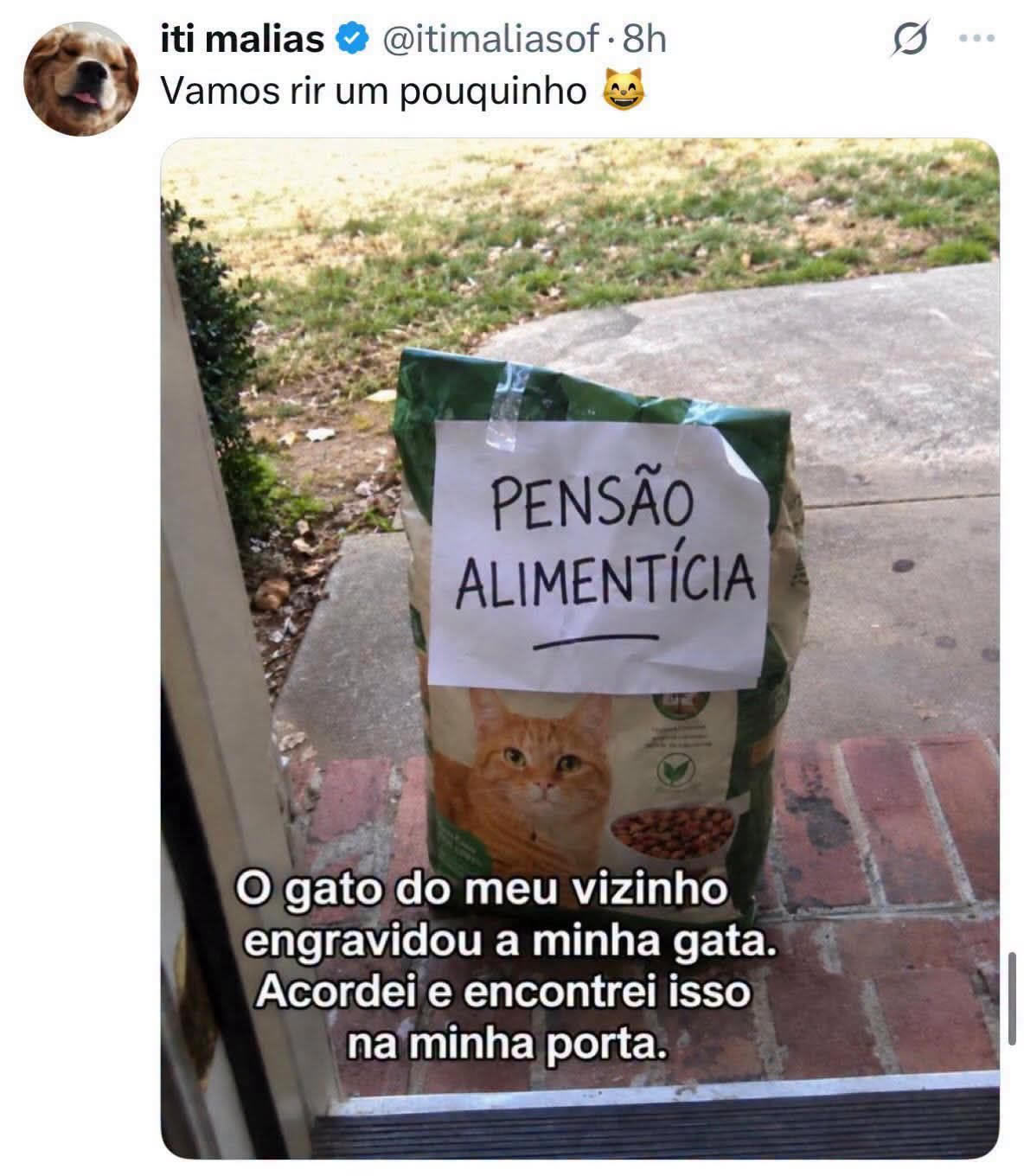 O gato do vizinho engravidou minha gata e agora tem pensão alimentícia